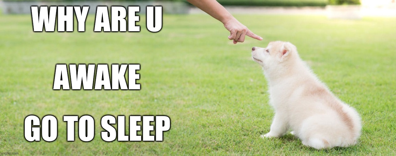 go to sleep dog | WHY ARE U; AWAKE; GO TO SLEEP | image tagged in dog,sleep | made w/ Imgflip meme maker