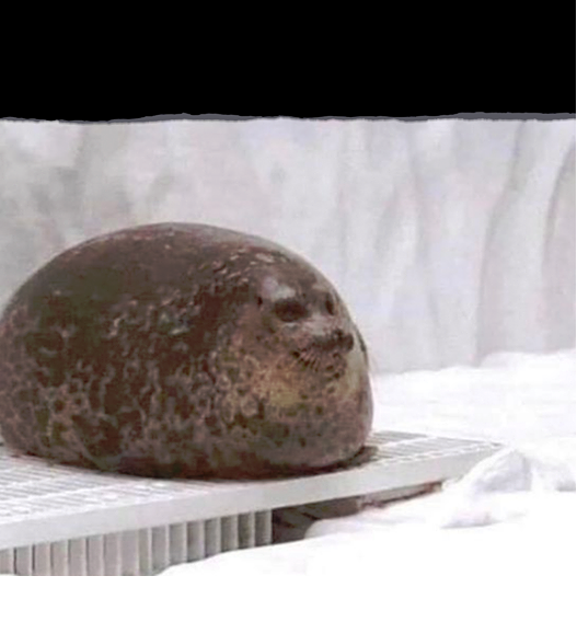 High Quality Fat seal Blank Meme Template
