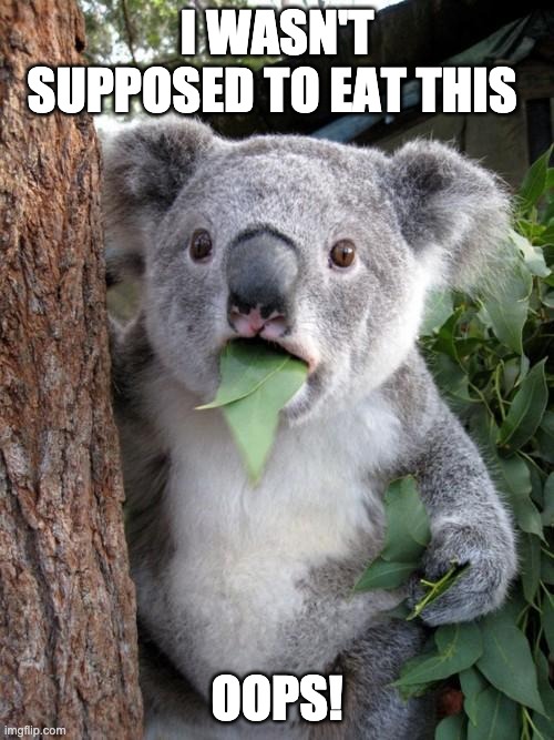 Surprised Koala | I WASN'T SUPPOSED TO EAT THIS; OOPS! | image tagged in memes,surprised koala | made w/ Imgflip meme maker