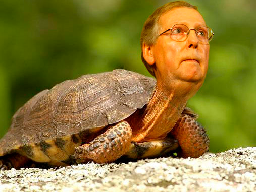 High Quality McConnell turtle Blank Meme Template
