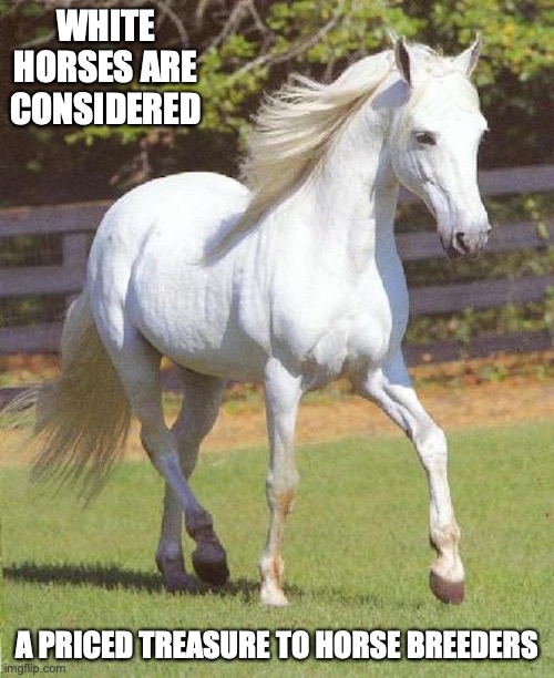 White Horse | WHITE HORSES ARE CONSIDERED; A PRICED TREASURE TO HORSE BREEDERS | image tagged in horse,memes | made w/ Imgflip meme maker