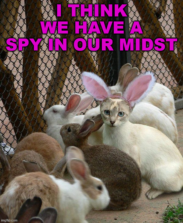 I THINK WE HAVE A SPY IN OUR MIDST | image tagged in bunnies | made w/ Imgflip meme maker