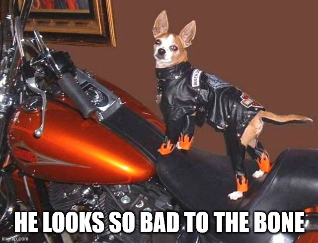 HE LOOKS SO BAD TO THE BONE | image tagged in dogs | made w/ Imgflip meme maker