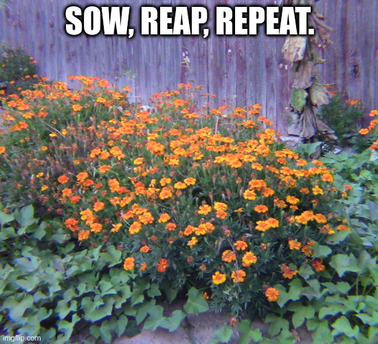 Reap what is sown | SOW, REAP, REPEAT. | image tagged in reaper,garden,gardening,flowers | made w/ Imgflip meme maker