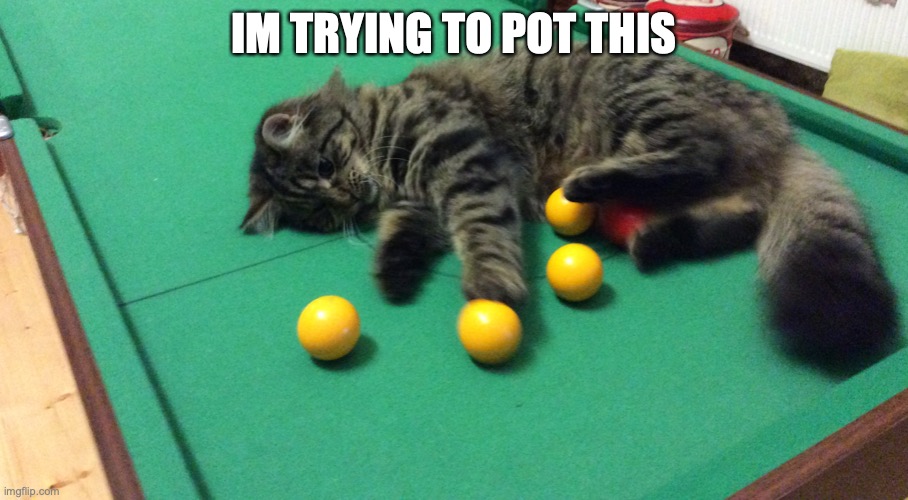 Tiger | IM TRYING TO POT THIS | image tagged in exercise balls | made w/ Imgflip meme maker