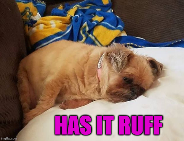 Brea has it ruff | HAS IT RUFF | image tagged in brea has it ruff | made w/ Imgflip meme maker