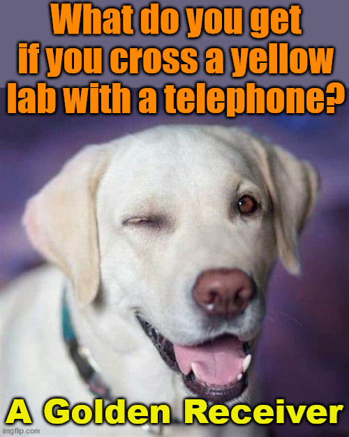 What do you get if you cross a yellow lab with a telephone? A Golden Receiver | image tagged in eye roll | made w/ Imgflip meme maker