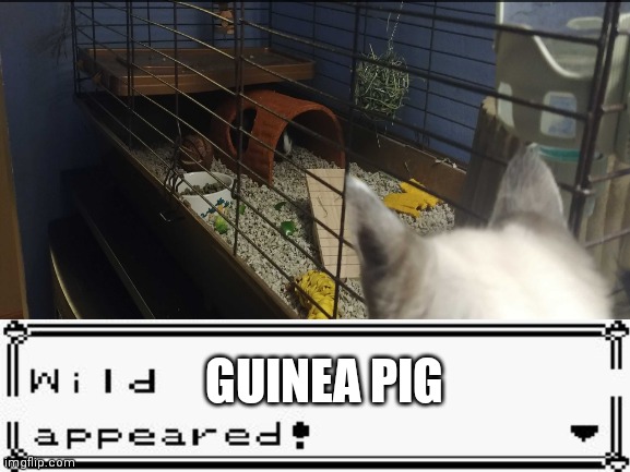 I just got a new guinea pig | GUINEA PIG | image tagged in cute animals | made w/ Imgflip meme maker