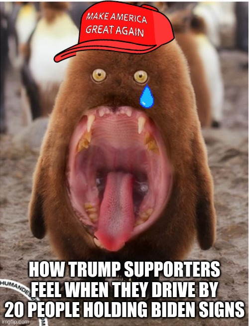 trumper | HOW TRUMP SUPPORTERS FEEL WHEN THEY DRIVE BY 20 PEOPLE HOLDING BIDEN SIGNS | image tagged in hairy big mouth penguin | made w/ Imgflip meme maker