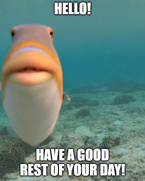 Positive Vibes | HELLO! HAVE A GOOD REST OF YOUR DAY! | image tagged in good day,hello there,fish | made w/ Imgflip meme maker