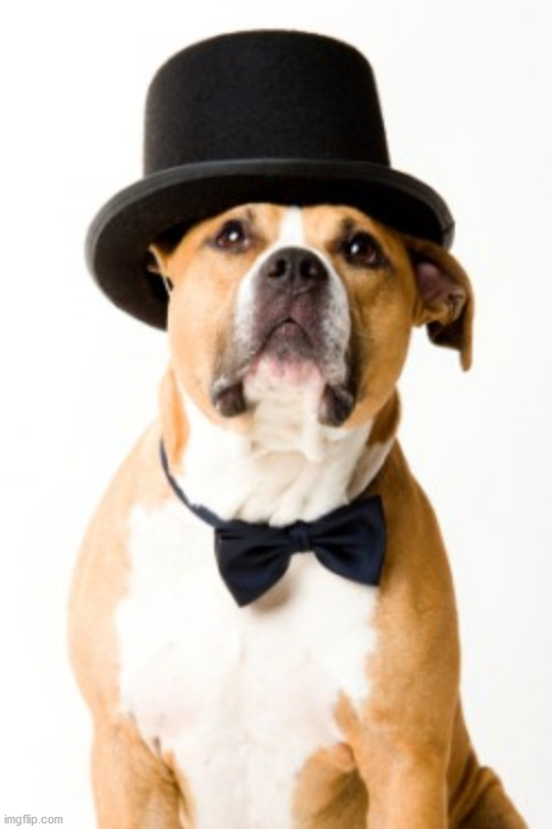 Top Doggo | image tagged in top doggo | made w/ Imgflip meme maker