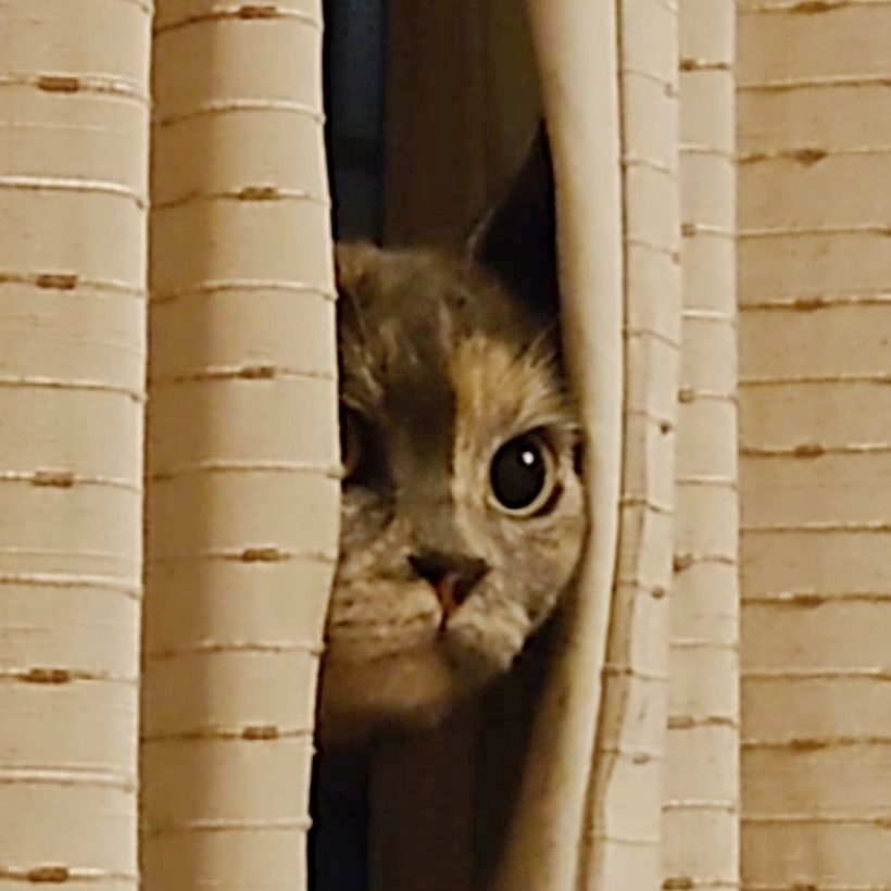 High Quality Curtains Cat Blank Meme Template