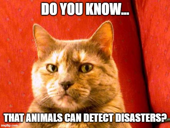 Fun Fact | DO YOU KNOW... THAT ANIMALS CAN DETECT DISASTERS? | image tagged in memes,suspicious cat,fun fact,important | made w/ Imgflip meme maker