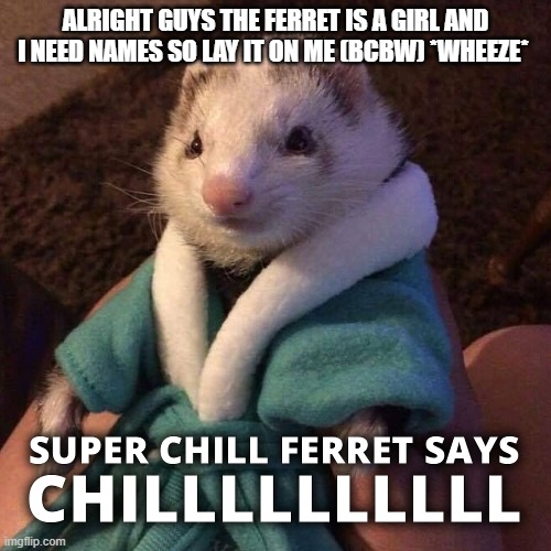 my mind lol | ALRIGHT GUYS THE FERRET IS A GIRL AND I NEED NAMES SO LAY IT ON ME (BCBW) *WHEEZE* | image tagged in kenneth says chilllllll | made w/ Imgflip meme maker