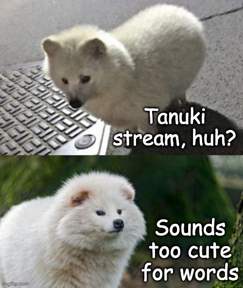 New Tanuki Template for you | Tanuki stream, huh? Sounds too cute for words | image tagged in fluff talk,tanuki,cute,animals | made w/ Imgflip meme maker