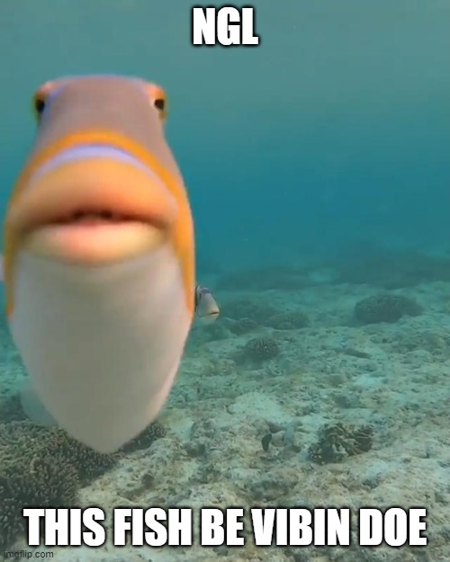 staring fish | NGL; THIS FISH BE VIBIN DOE | image tagged in staring fish | made w/ Imgflip meme maker