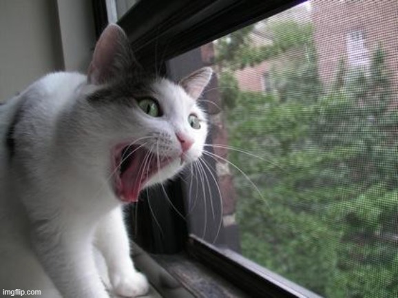 cat screams