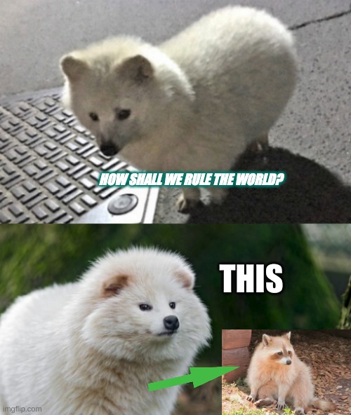 Fluff Talk | HOW SHALL WE RULE THE WORLD? THIS | image tagged in fluff talk | made w/ Imgflip meme maker