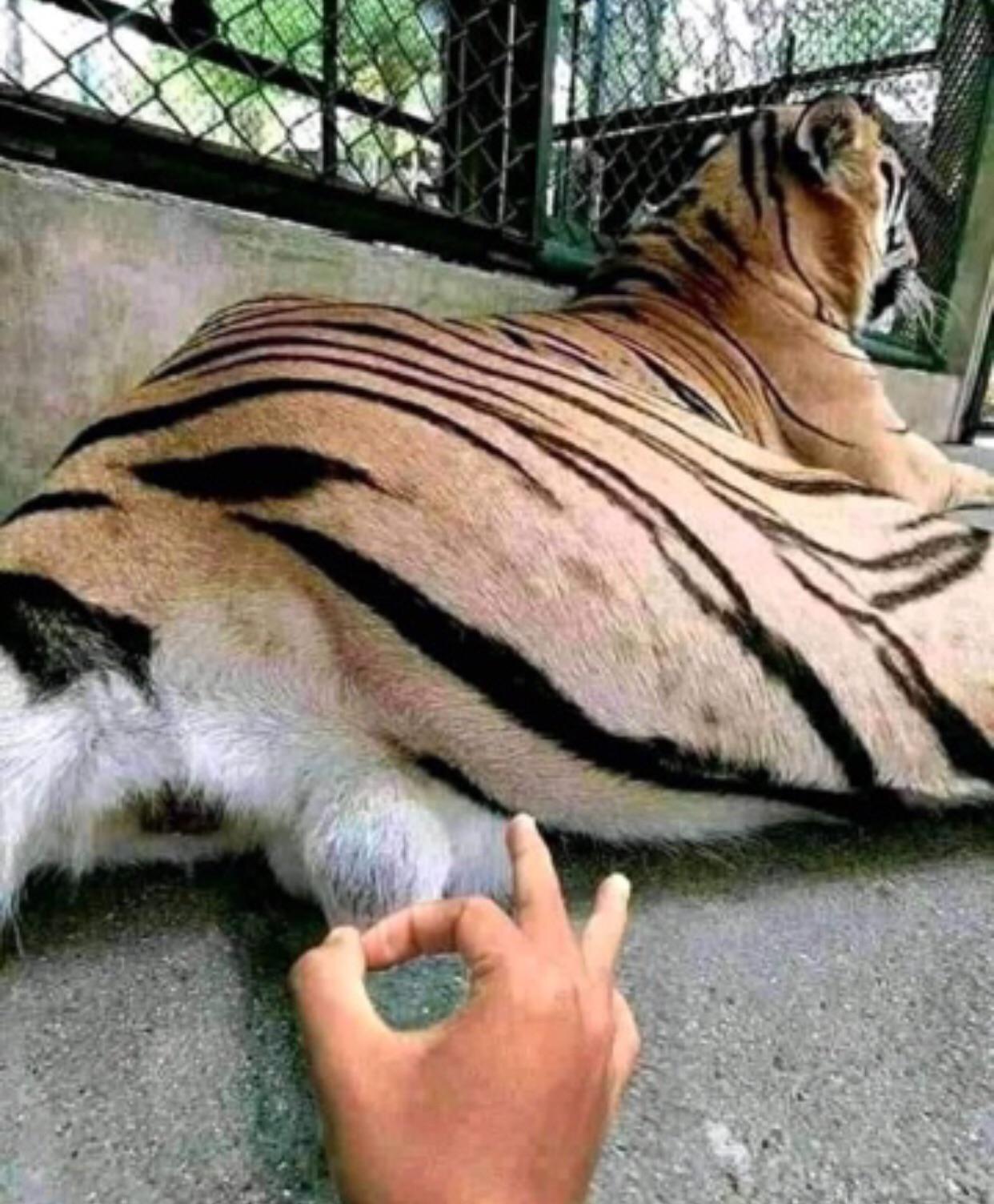 Tiger balls Blank Meme Template