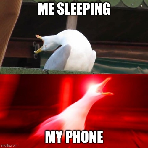 BOY seagull | ME SLEEPING; MY PHONE | image tagged in boy seagull | made w/ Imgflip meme maker