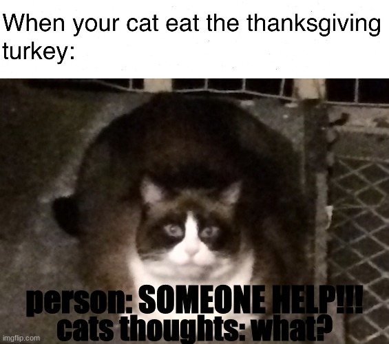 i chose this | person: SOMEONE HELP!!! cats thoughts: what? | image tagged in fat cat meme | made w/ Imgflip meme maker