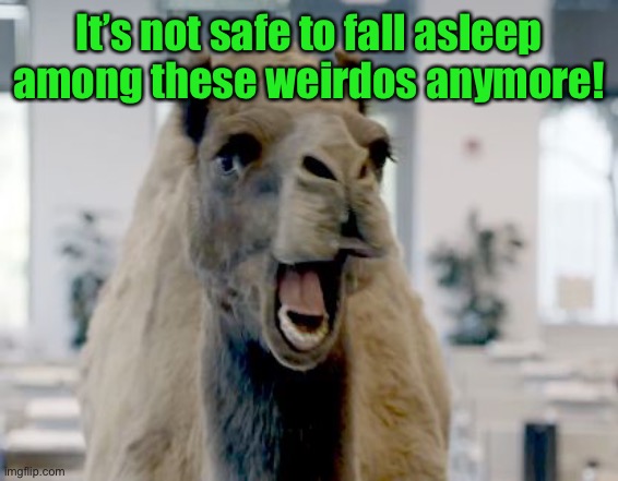 Geico camel hump day | It’s not safe to fall asleep among these weirdos anymore! | image tagged in geico camel hump day | made w/ Imgflip meme maker