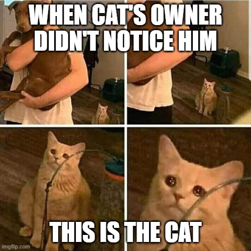 I will be like that if my mom didn't like me | WHEN CAT'S OWNER DIDN'T NOTICE HIM; THIS IS THE CAT | image tagged in sad cat holding dog | made w/ Imgflip meme maker