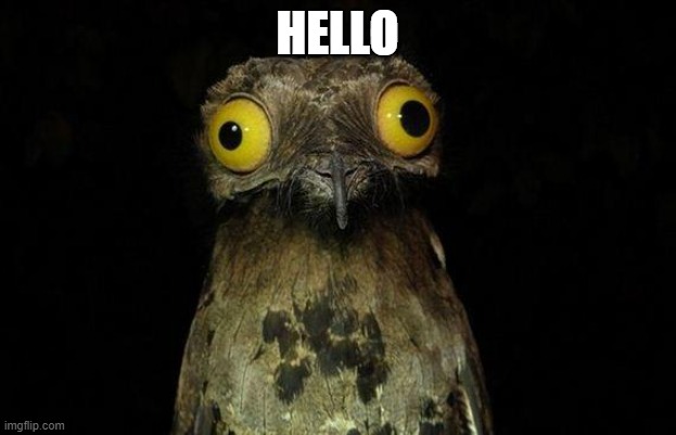 Weird Stuff I Do Potoo | HELLO | image tagged in memes,weird stuff i do potoo | made w/ Imgflip meme maker