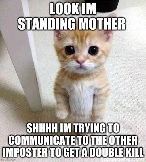 Cute Cat Meme | LOOK IM STANDING MOTHER; SHHHH IM TRYING TO COMMUNICATE TO THE OTHER IMPOSTER TO GET A DOUBLE KILL | image tagged in memes,cute cat | made w/ Imgflip meme maker