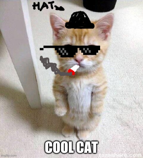 Cute Cat Meme | COOL CAT | image tagged in memes,cute cat | made w/ Imgflip meme maker