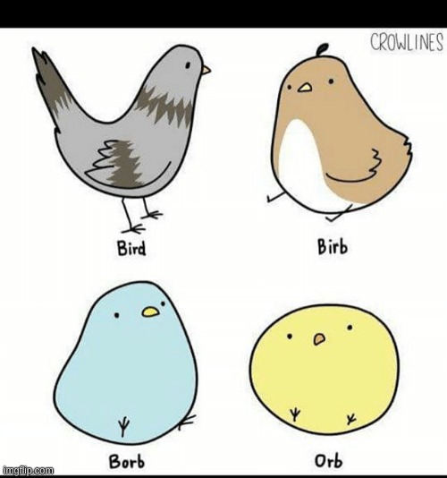 Borb | image tagged in borb | made w/ Imgflip meme maker
