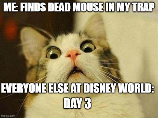 Scared Cat | ME: FINDS DEAD MOUSE IN MY TRAP; EVERYONE ELSE AT DISNEY WORLD:; DAY 3 | image tagged in memes,scared cat | made w/ Imgflip meme maker