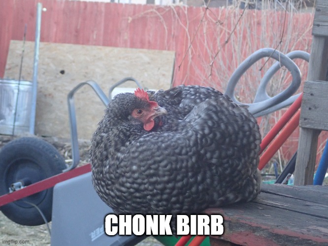 Chonk Birb | CHONK BIRB | image tagged in chonk birb,chicken,birb | made w/ Imgflip meme maker