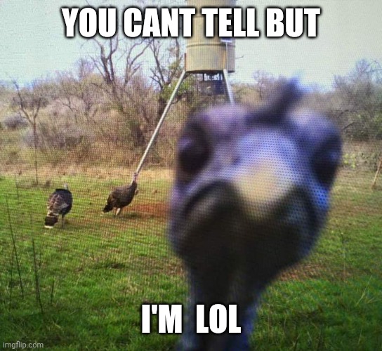 Jiveass Turkey | YOU CANT TELL BUT I'M  LOL | image tagged in jiveass turkey | made w/ Imgflip meme maker