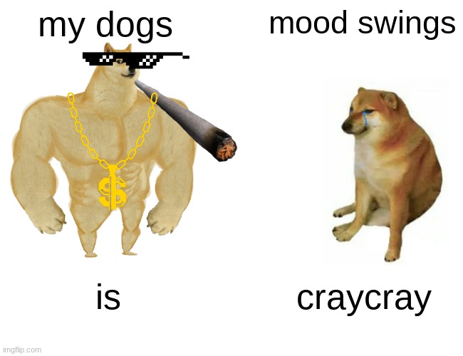 cray cray | my dogs; mood swings; is; craycray | image tagged in memes,buff doge vs cheems,lol so funny | made w/ Imgflip meme maker
