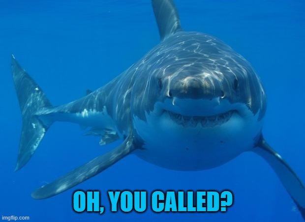 Straight White Shark | OH, YOU CALLED? | image tagged in straight white shark | made w/ Imgflip meme maker