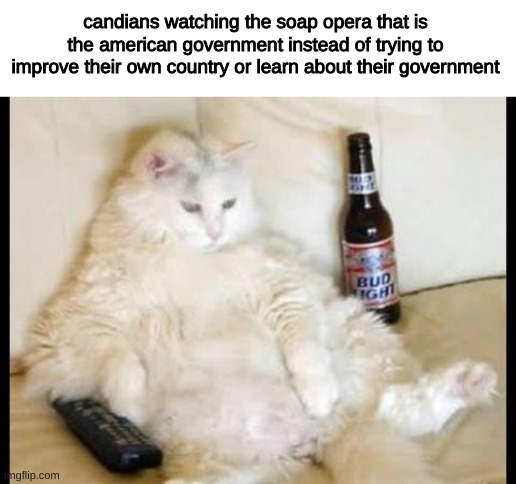 amiright | candians watching the soap opera that is the american government instead of trying to improve their own country or learn about their government | image tagged in cat watching tv with beer | made w/ Imgflip meme maker