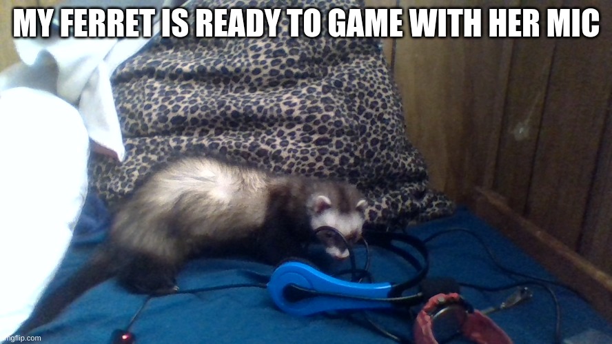 MY FERRET IS READY TO GAME WITH HER MIC | made w/ Imgflip meme maker