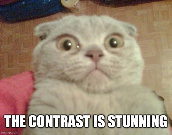 Stunned Cat | THE CONTRAST IS STUNNING | image tagged in stunned cat | made w/ Imgflip meme maker