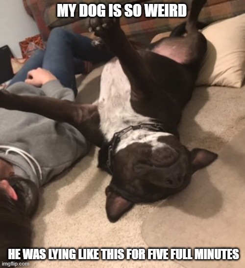 Rocket Dog | MY DOG IS SO WEIRD; HE WAS LYING LIKE THIS FOR FIVE FULL MINUTES | image tagged in dog,funny | made w/ Imgflip meme maker