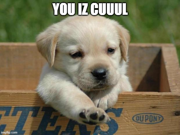 Cute Puppy | YOU IZ CUUUL | image tagged in cute puppy | made w/ Imgflip meme maker