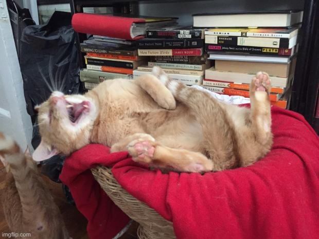 Cat Laughs | image tagged in cat laughs | made w/ Imgflip meme maker