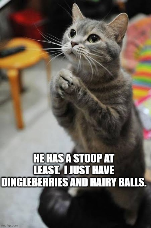 Begging Cat (adorable) | HE HAS A STOOP AT LEAST.  I JUST HAVE DINGLEBERRIES AND HAIRY BALLS. | image tagged in begging cat adorable | made w/ Imgflip meme maker