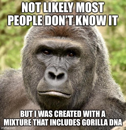 Har | NOT LIKELY MOST PEOPLE DON’T KNOW IT BUT I WAS CREATED WITH A MIXTURE THAT INCLUDES GORILLA DNA | image tagged in har | made w/ Imgflip meme maker
