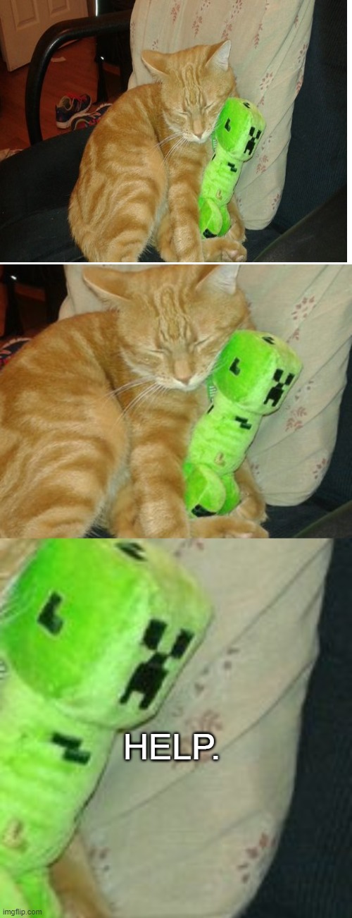 Not my cat but still cute |  HELP. | image tagged in blank white template,minecraft,creeper,funny | made w/ Imgflip meme maker