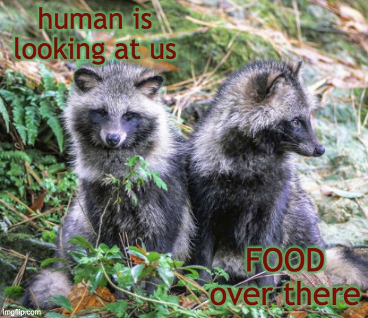 Points of view | human is looking at us; FOOD over there | image tagged in two tanuki,cute,tanuki | made w/ Imgflip meme maker