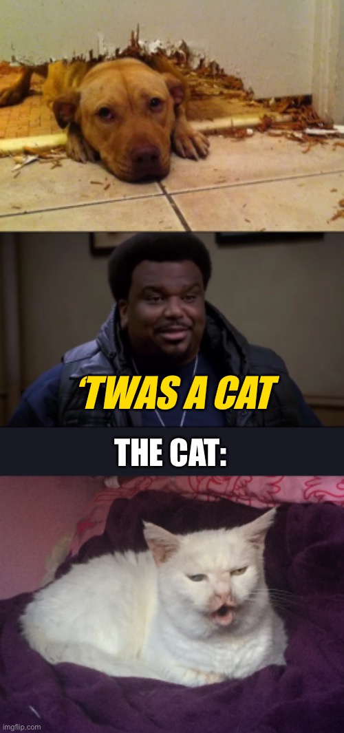 ‘Twas a cat | ‘TWAS A CAT; THE CAT: | image tagged in twas a cat,kitty cat dull surprise,doug judy,pontiac bandit,brooklyn 99,dog | made w/ Imgflip meme maker