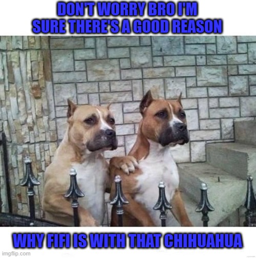 It's a dog eat dog world... | DON'T WORRY BRO I'M SURE THERE'S A GOOD REASON; WHY FIFI IS WITH THAT CHIHUAHUA | image tagged in don't worry bro,dogs,animals | made w/ Imgflip meme maker