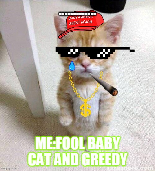 Fool Cat | ............. ME:FOOL BABY CAT AND GREEDY | image tagged in memes,cute cat | made w/ Imgflip meme maker