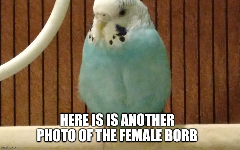 HERE IS IS ANOTHER PHOTO OF THE FEMALE BORB | made w/ Imgflip meme maker